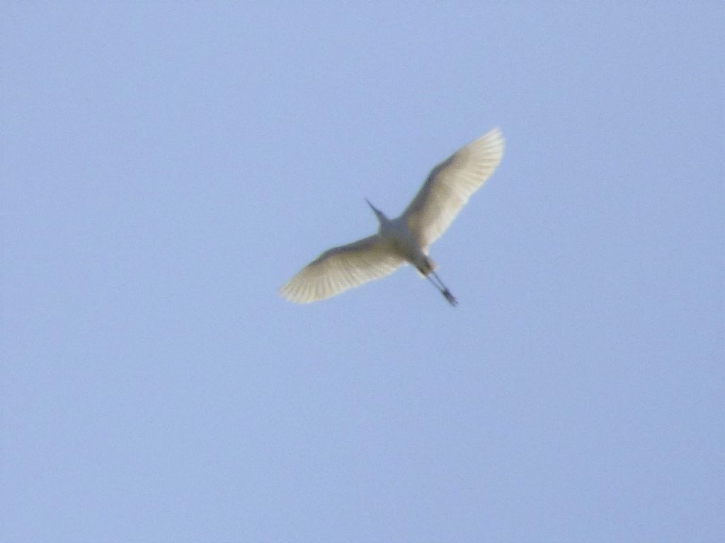 Airone bianco maggiore (Casmerodius albus) ? No, Garzetta